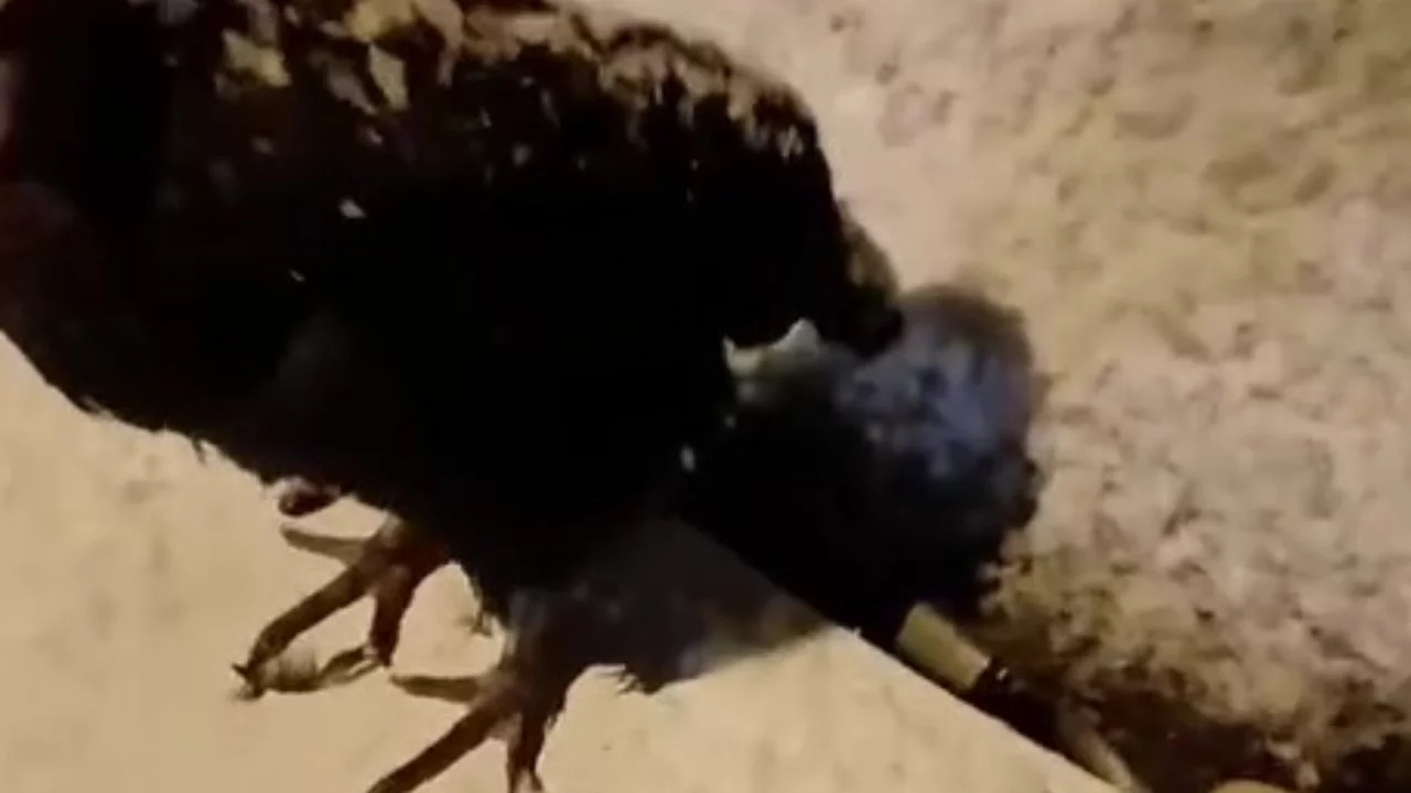 K&uuml;mesine giremeyen tavuk otomobil &uuml;zerine yumurtladı