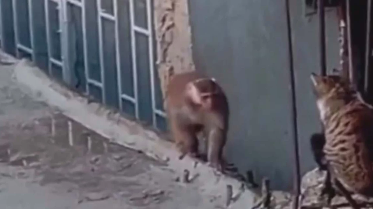 Kadık&ouml;y'de firari makak maymunu kedi ile karşılaştı