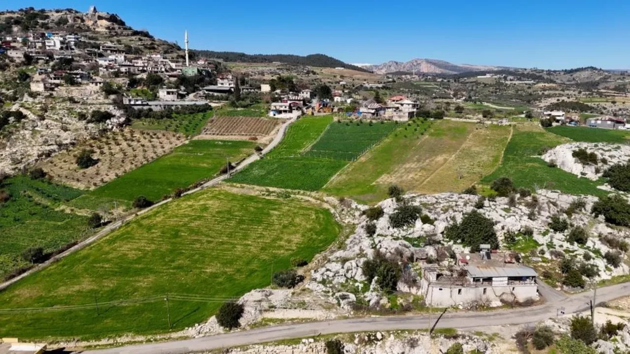 Mersin'de nergis atağı! Atıl araziler değerlendi, üretim 10 kat arttı 