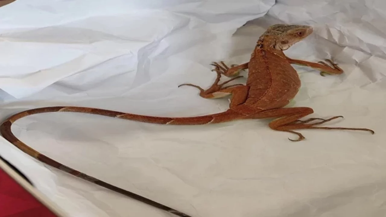 Evinde iguana besledi, para cezası uygulandı 
