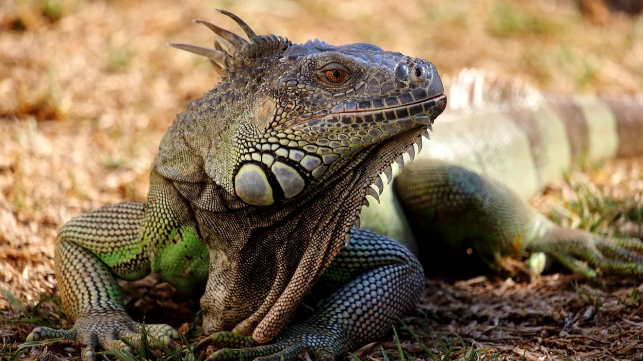 Nevşehir'de iguana besleyen kişiye 15 bin lira ceza 