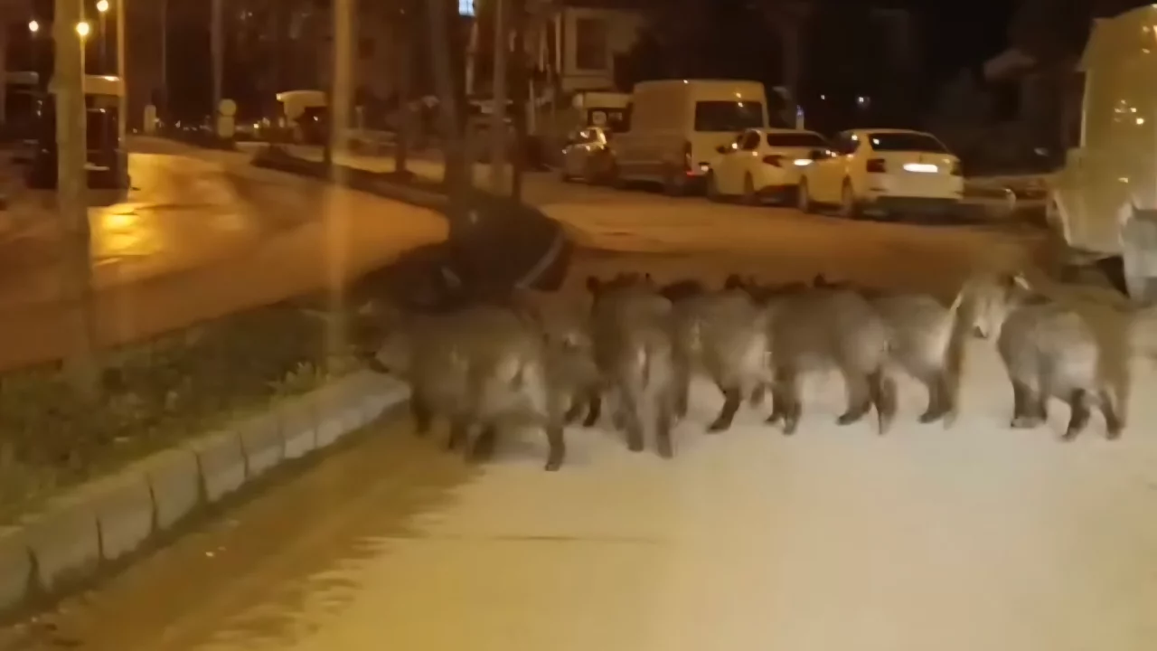 Hatay'da yaban domuzu s&uuml;r&uuml;s&uuml; yerleşim yerine indi