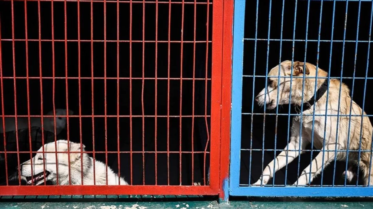 'Köpek ölümü' iddiaları gündem olmuştu: Valilikten açıklama