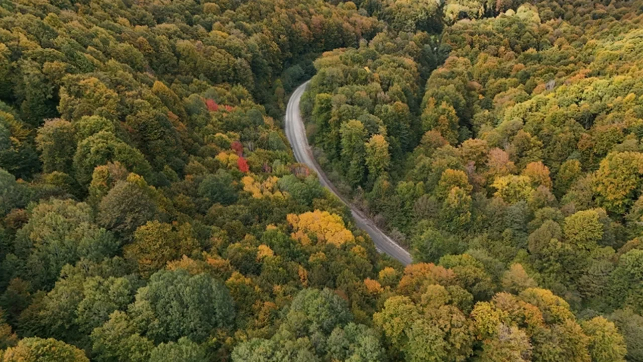 21 ilde bazı alanların orman sınırları dışına çıkarılması kararlaştırıldı 