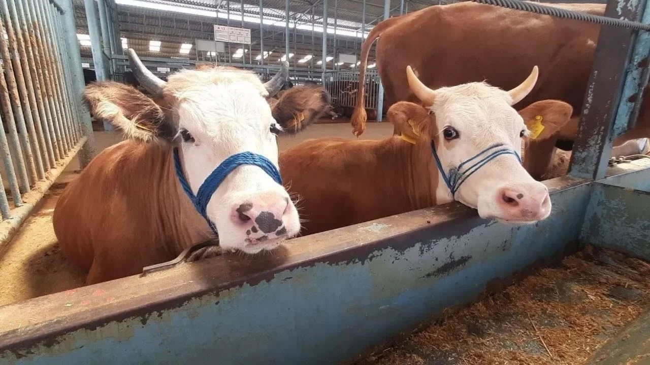 İncirliova'da şap karantinası kaldırıldı