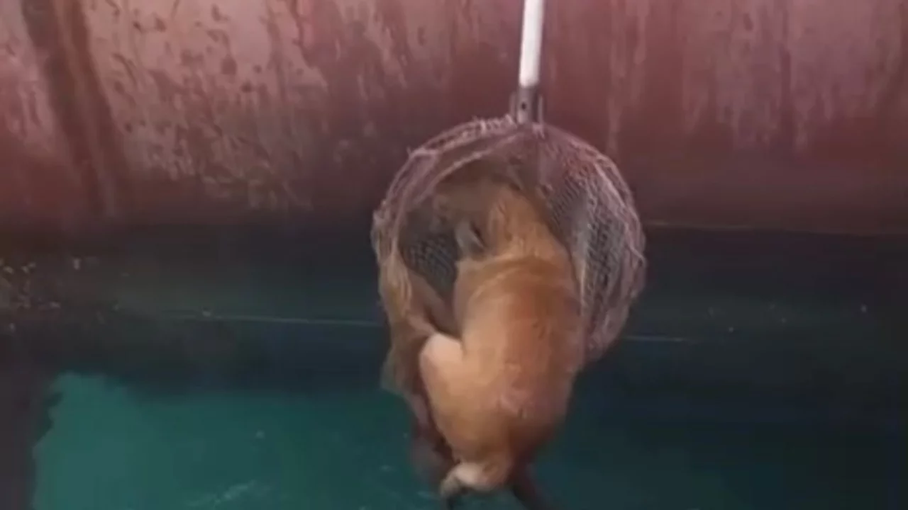 Gemiden denize düşen köpeği itfaiye kurtardı