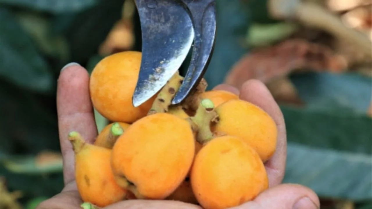 "Sarı altın" hasadı başladı: Kilosu bin 500 lira...