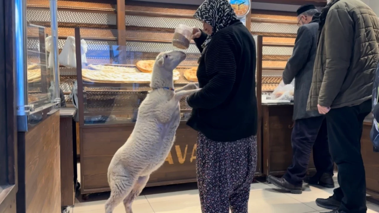 Bursa'daki 'ana kuzusu' pide sırasına giriyor