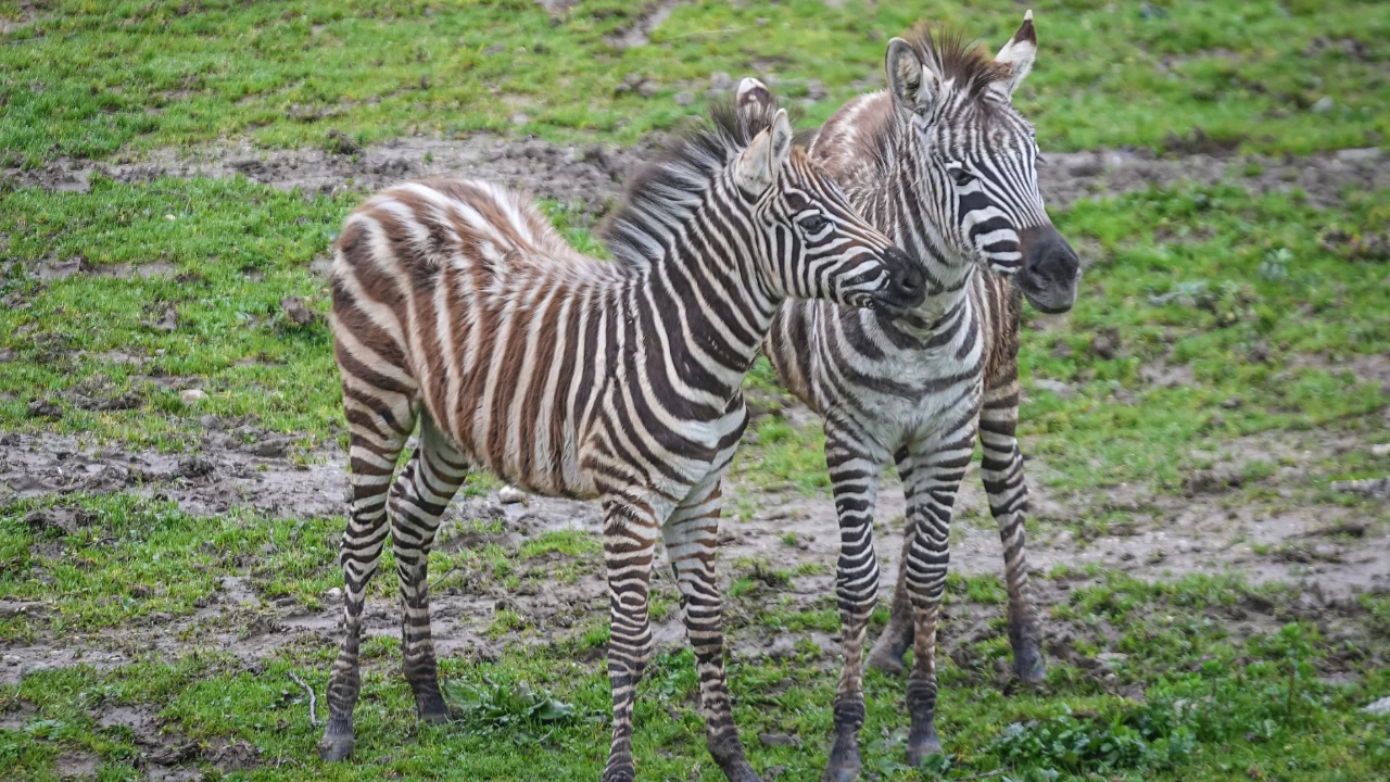 Bursa'da Güney Afrika esintileri! Sayıları artıyor