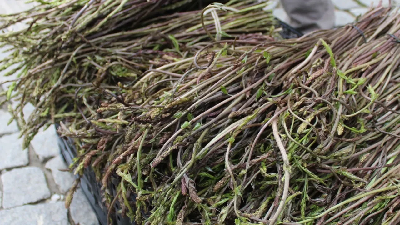 İşsizlere çare oldu, toprakta kendiliğinden yetişiyor! Eklem ve kemik hastalıklarına bire bir 