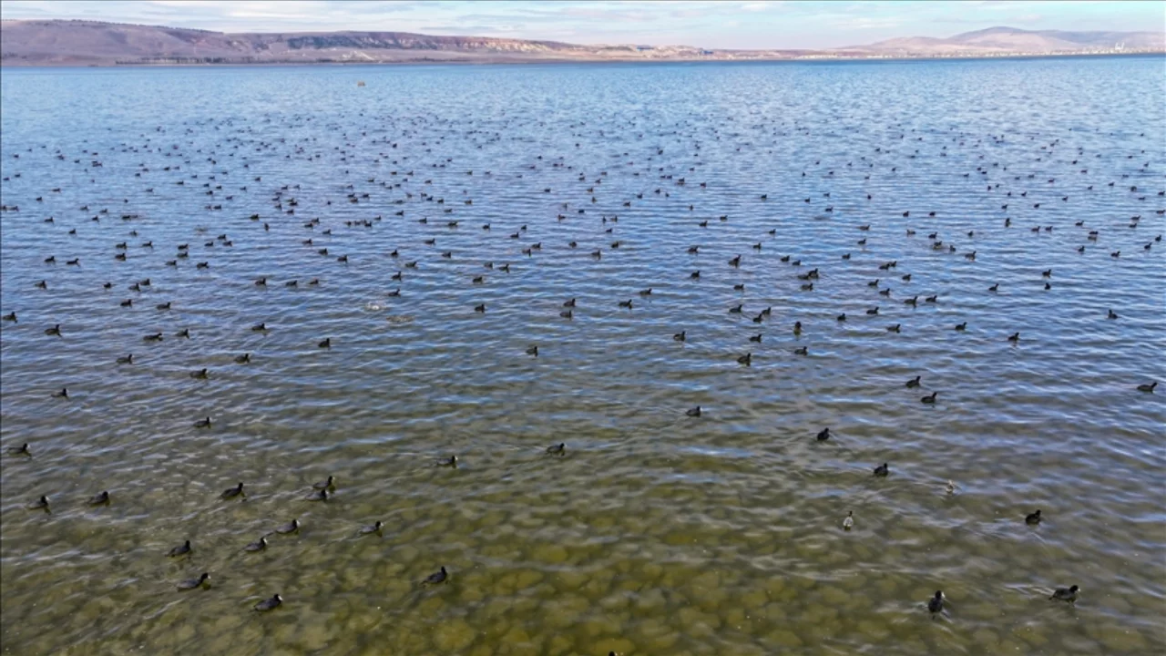 Su tutmaya başlayan Çavuşçu Gölü yeniden canlanıyor