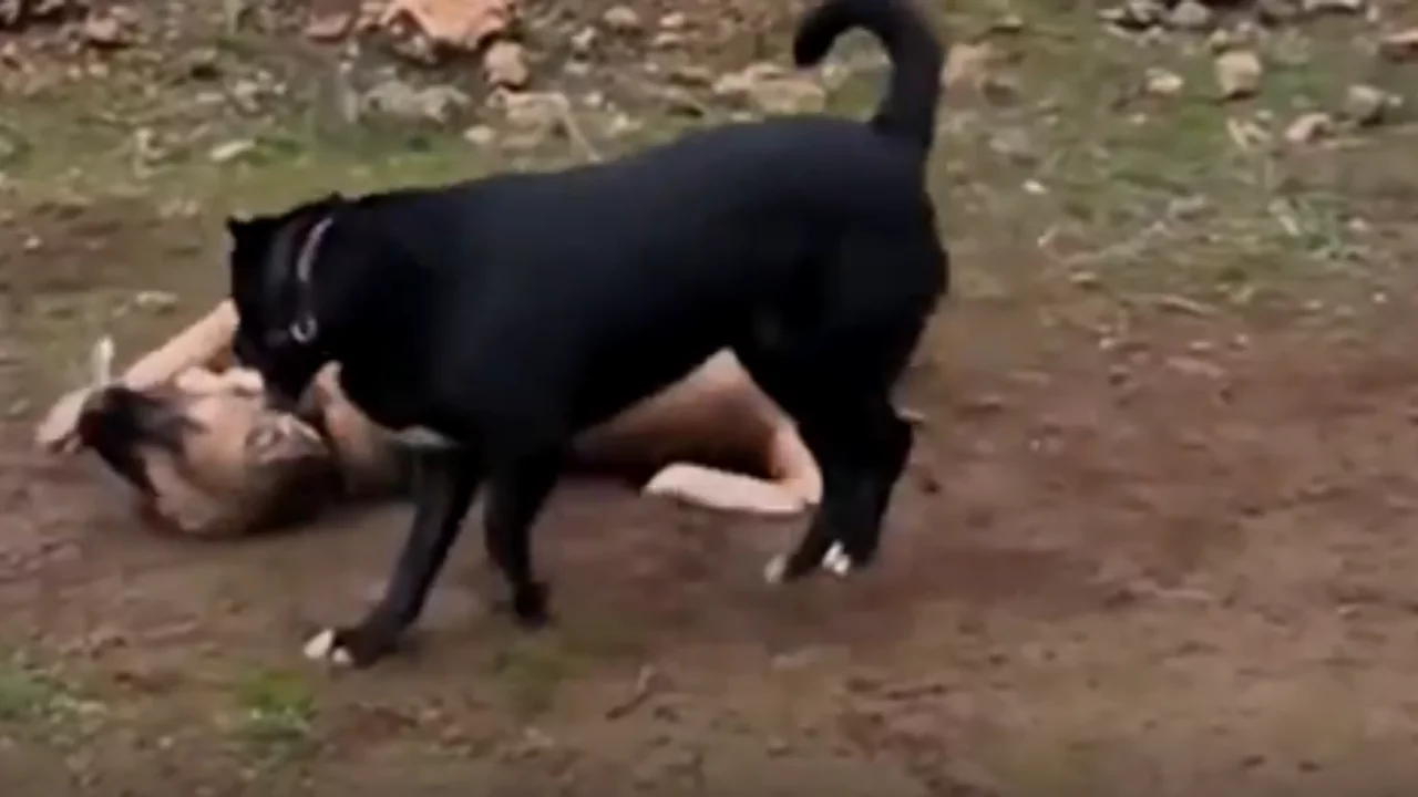 Canlı bulana 100 bin TL, ölü bulana 10 bin TL ödül! Binlerce ilan verdiler: Ruslar köpeklerini arıyor 