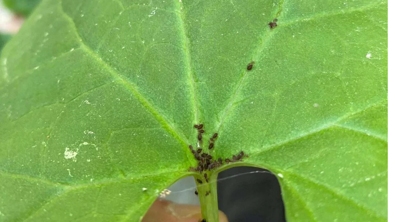 Kaz Dağları'nda yeni bir böcek türü keşfedildi