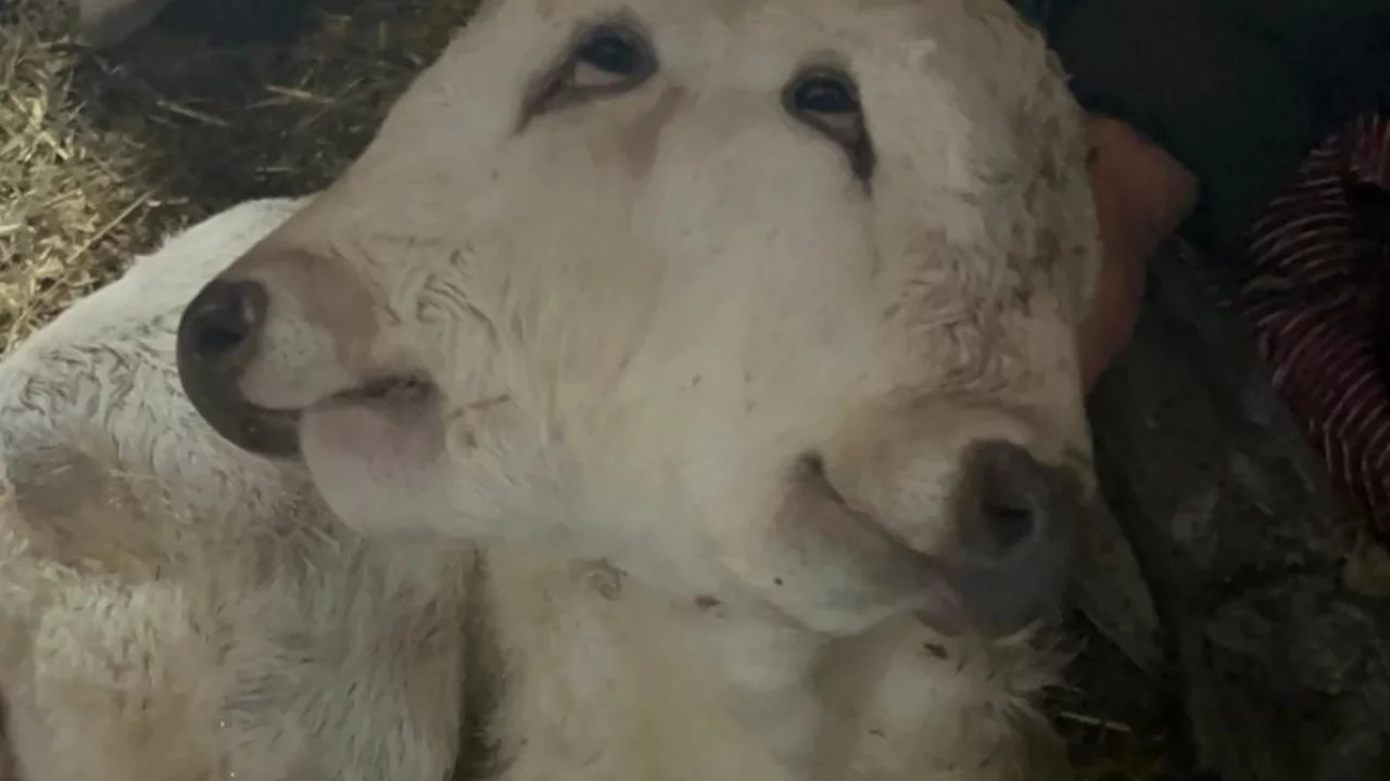 Erzurum'da çift başlı buzağı dünyaya geldi