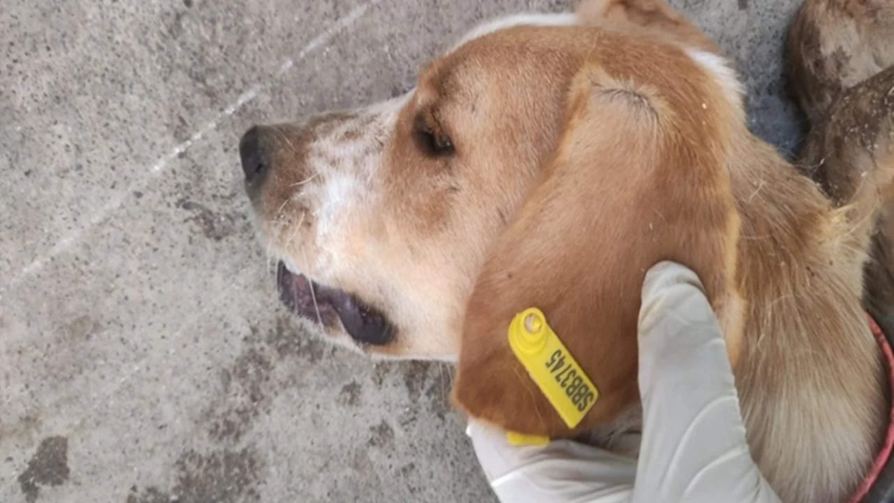 Sokak hayvanlarının kısırlaştırılmasına 7,7 milyon TL ödenek