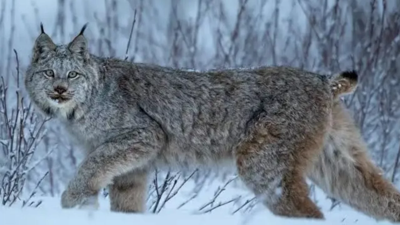 Bitlis'te kar altında nadir görüntü: 'İlk kez bu kadar yakından gördük' 