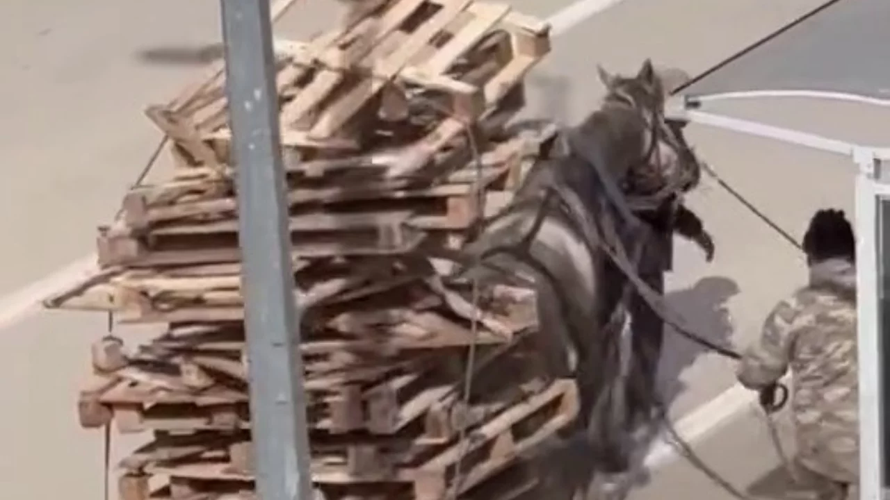 Bursa'da pes dedirten görüntüler! At arabasına kat kat palet yüklediler