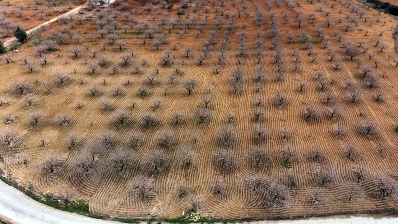 Metrekareye 413 kilogram yağış düşen Gaziantep'te 'yeşil altın' için yüksek rekolte beklentisi