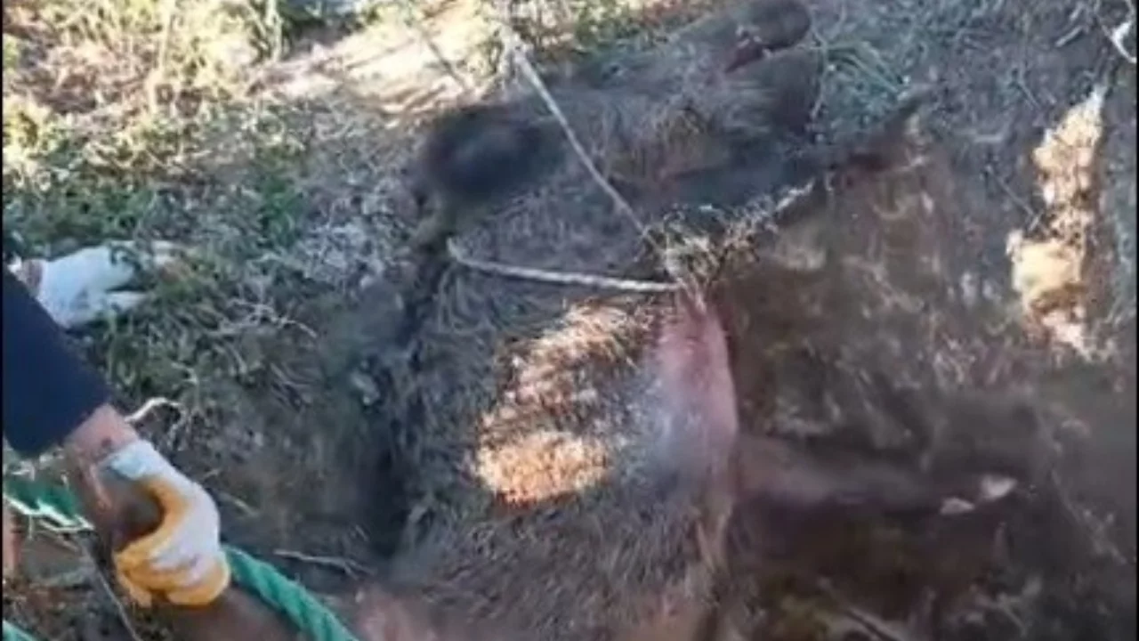 Düştüğü çukurda mahsur kalan yaban domuzunu vatandaşlar kurtardı
