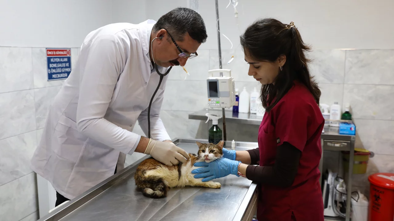 Yaralı kediye Büyükşehir şefkati