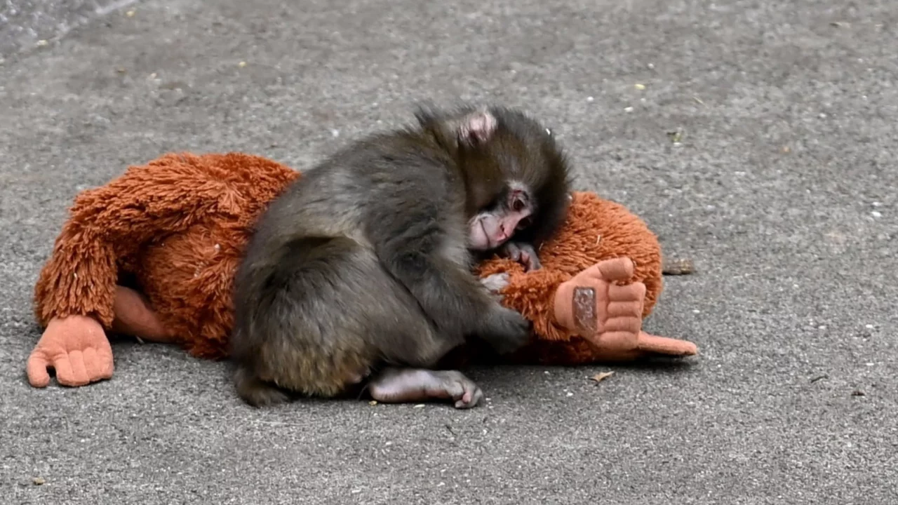 Tüm dünyayı üzen Punch, artık yalnız değil: Arkadaşı da kendisi gibi...