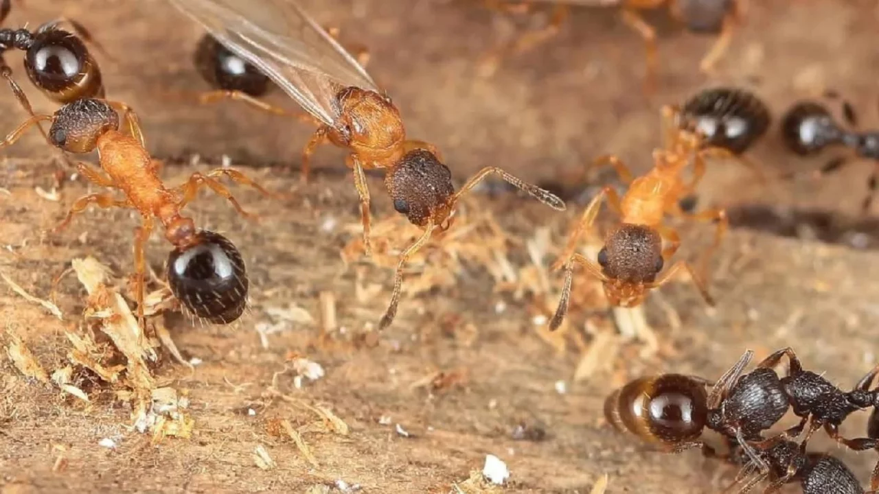 Hava kirliliği karınca kolonilerini de etkiliyor! 