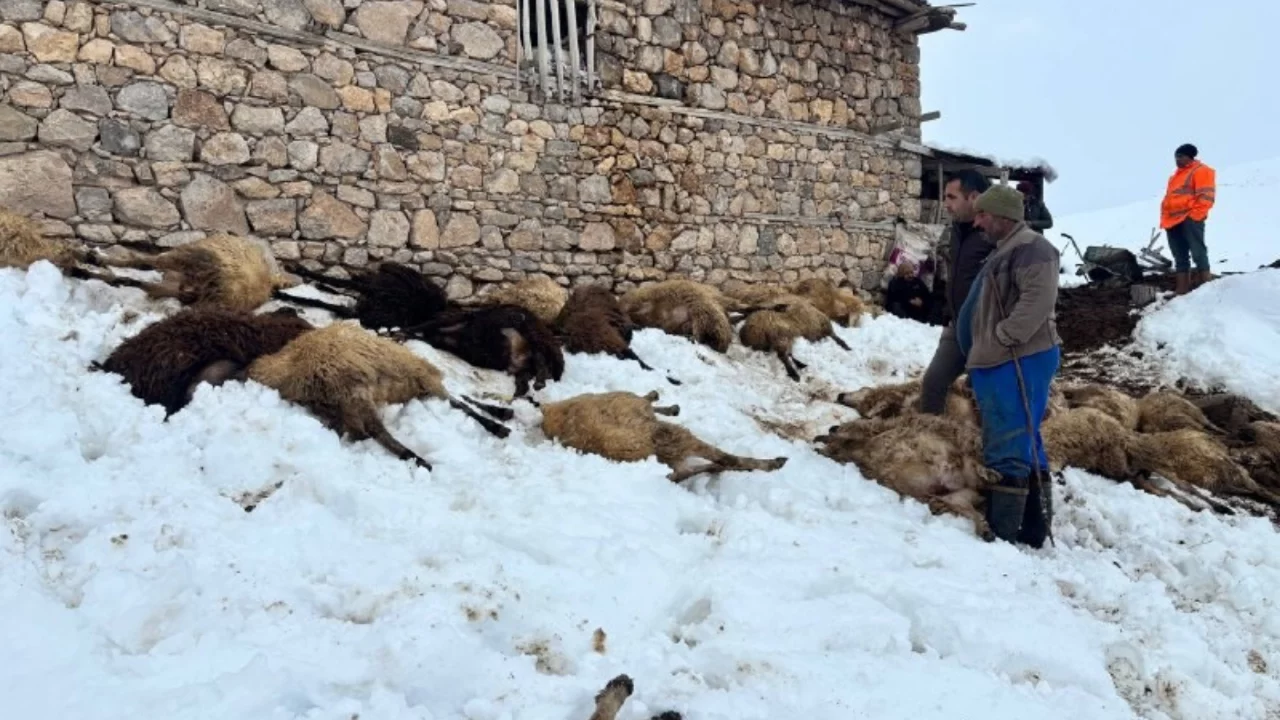 Erzincan'da yemden zehirlendikleri düşünülen 80 koyun telef oldu