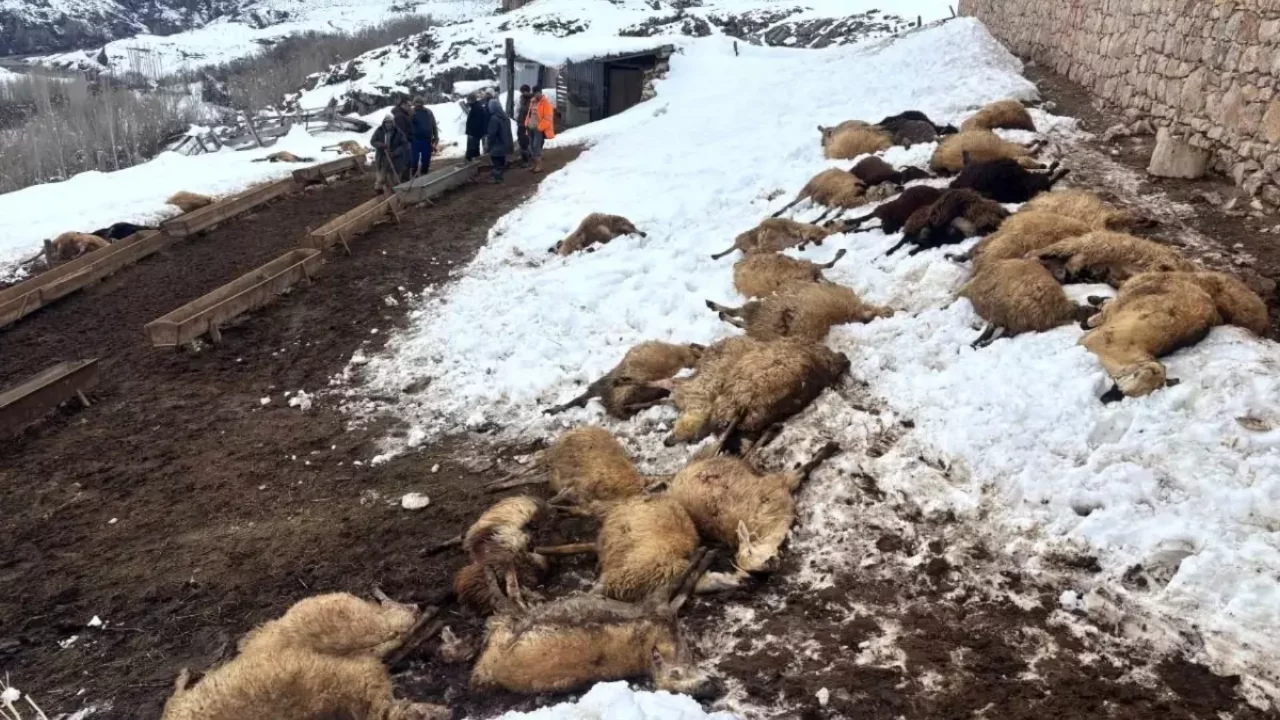 Erzincan'da zehirlenen 80 koyun telef oldu