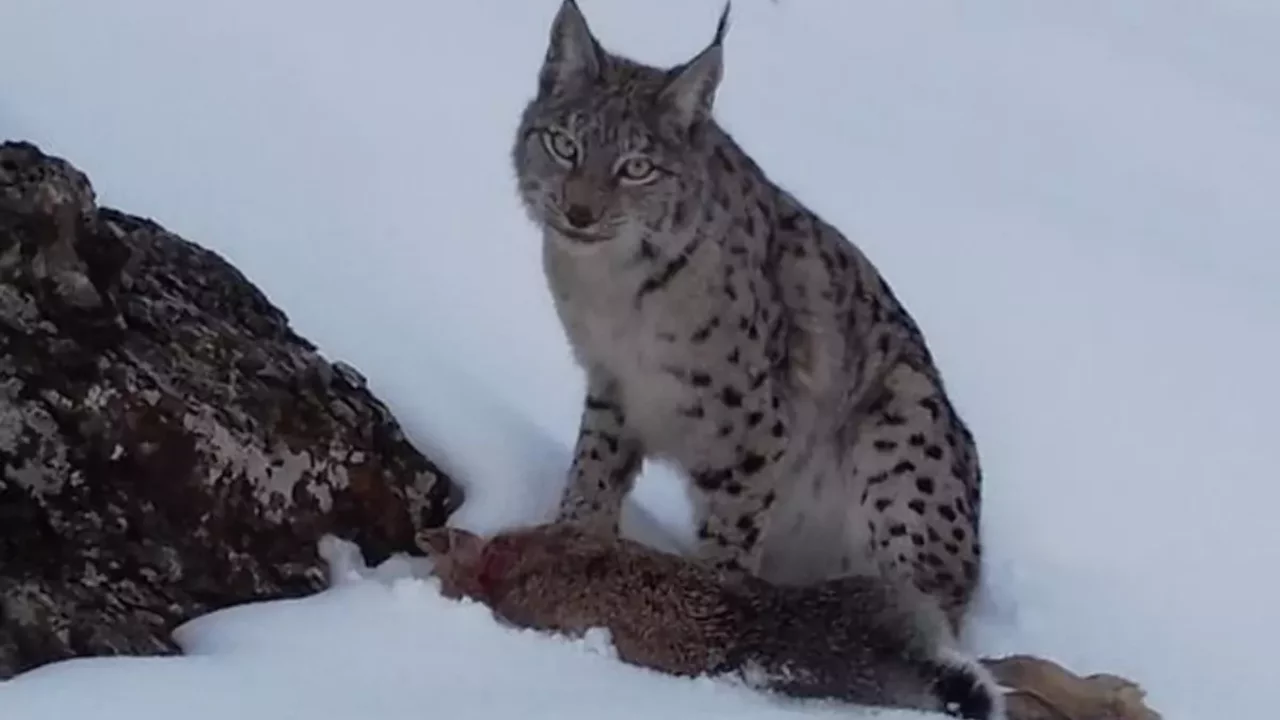 Vaşak, avlanırken görüntülendi