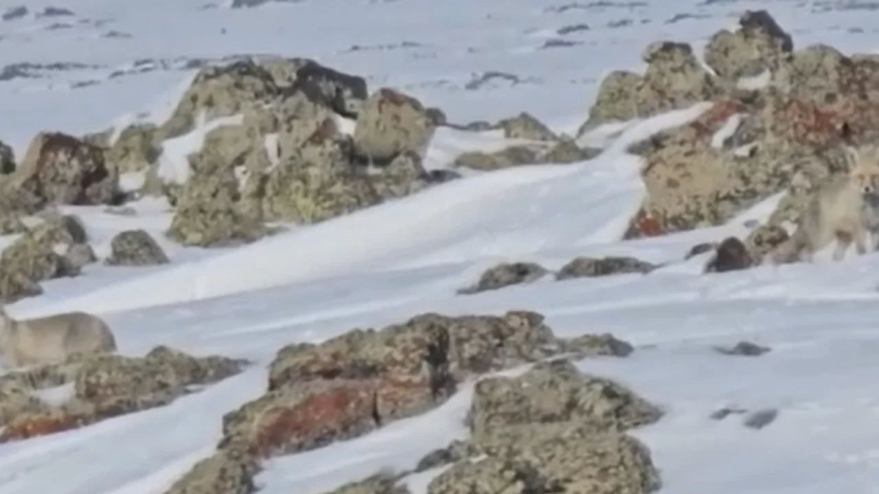 Aç kalan tilkiler yollara indi!