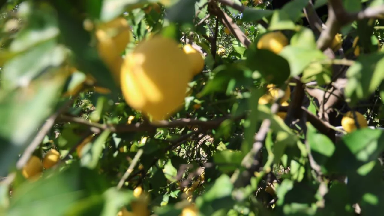 Dikenli limon üreticinin yüzünü güldürdü