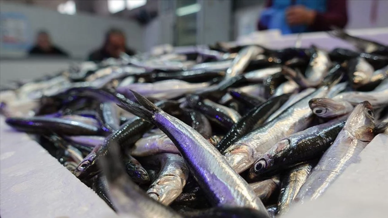 Hamsi 50 TL'ye düştü, vatandaşlar yoğun ilgi gösterdi