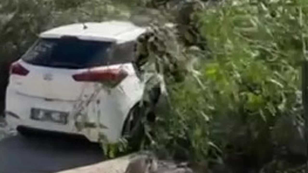 Şiddetli rüzgar ağaçları devirdi