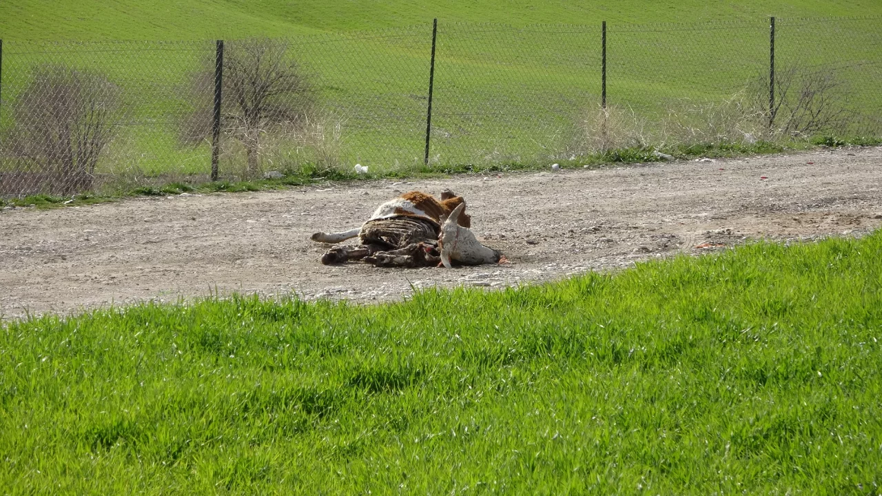 Barajın içine hayvan leşi attılar!
