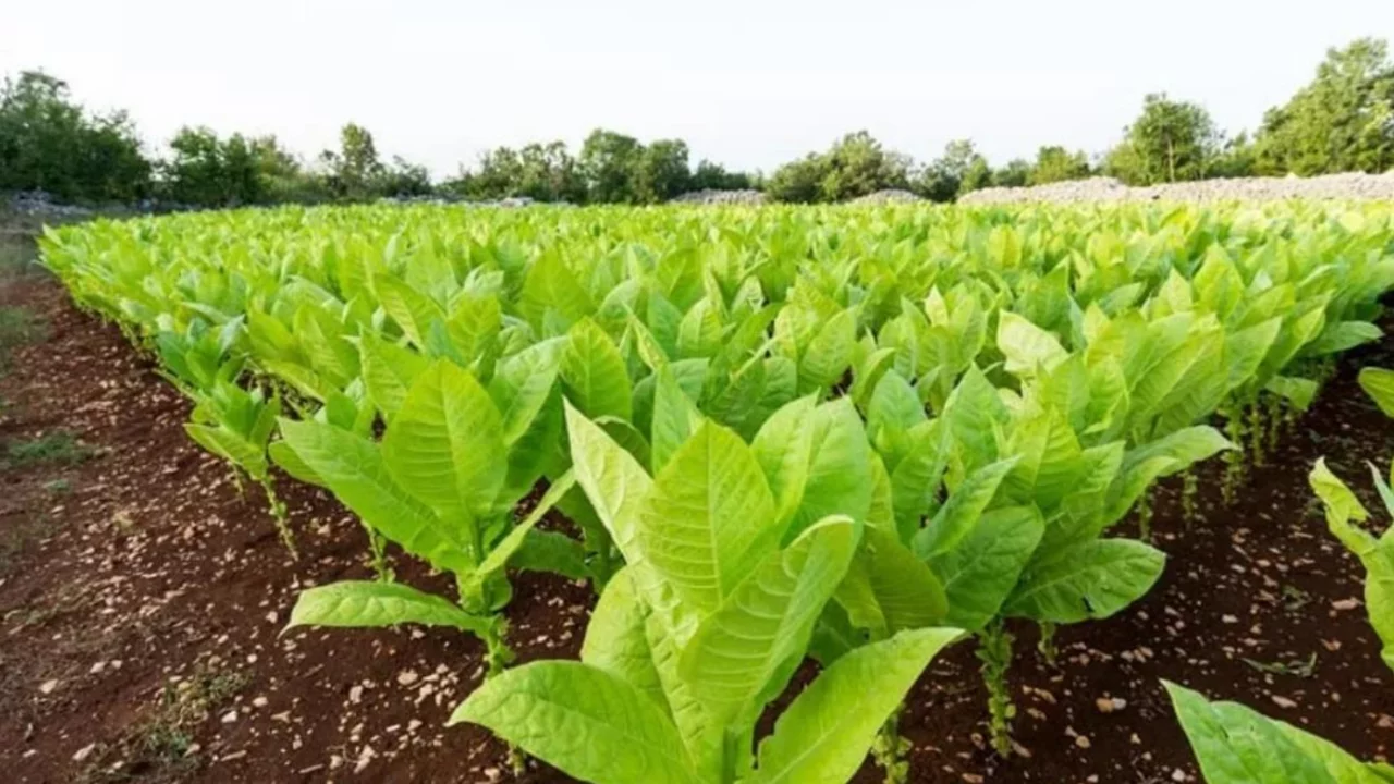 Uzmanlar uyarıyor: Günde 8 paket sigara kadar zararı var!