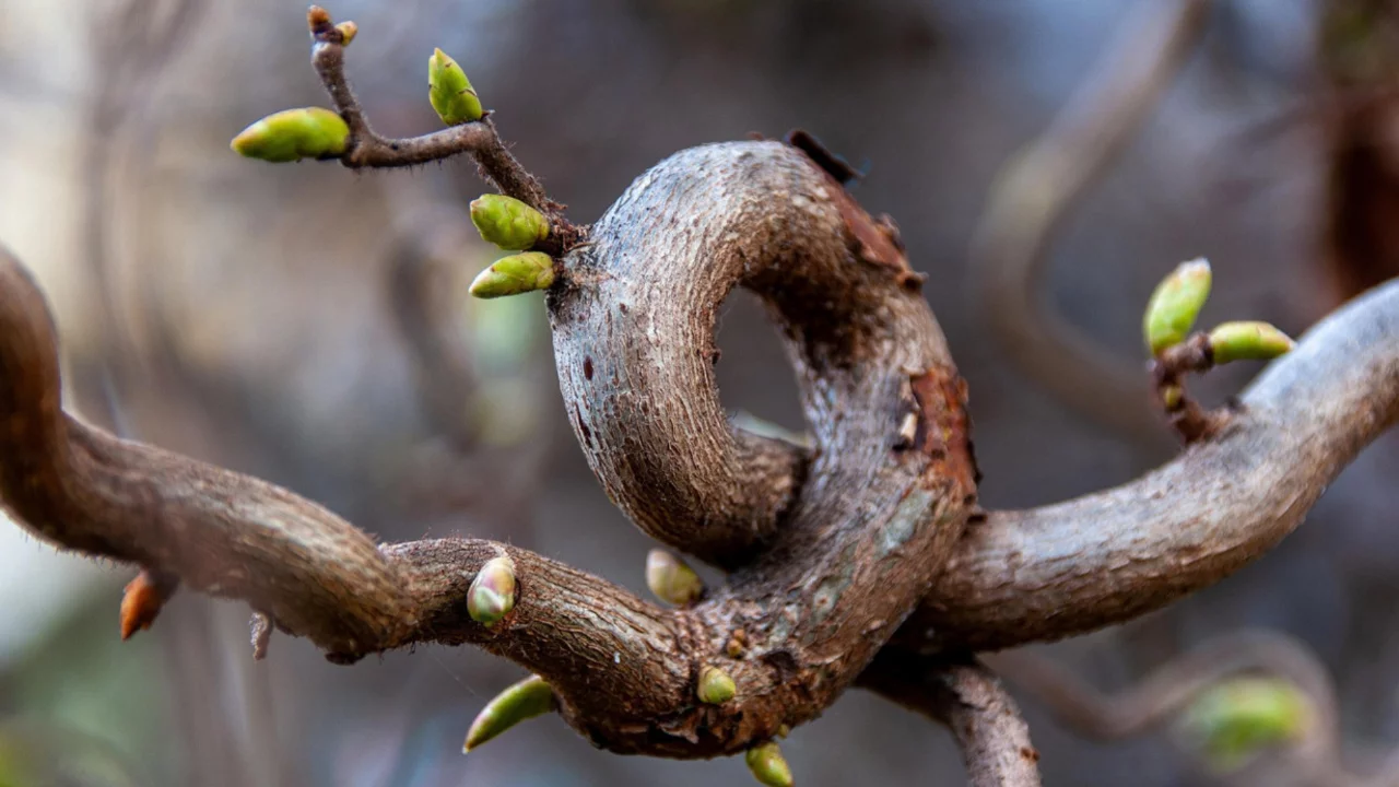 Cemre düştü mü? Üçüncü cemre ne zaman düşecek? 