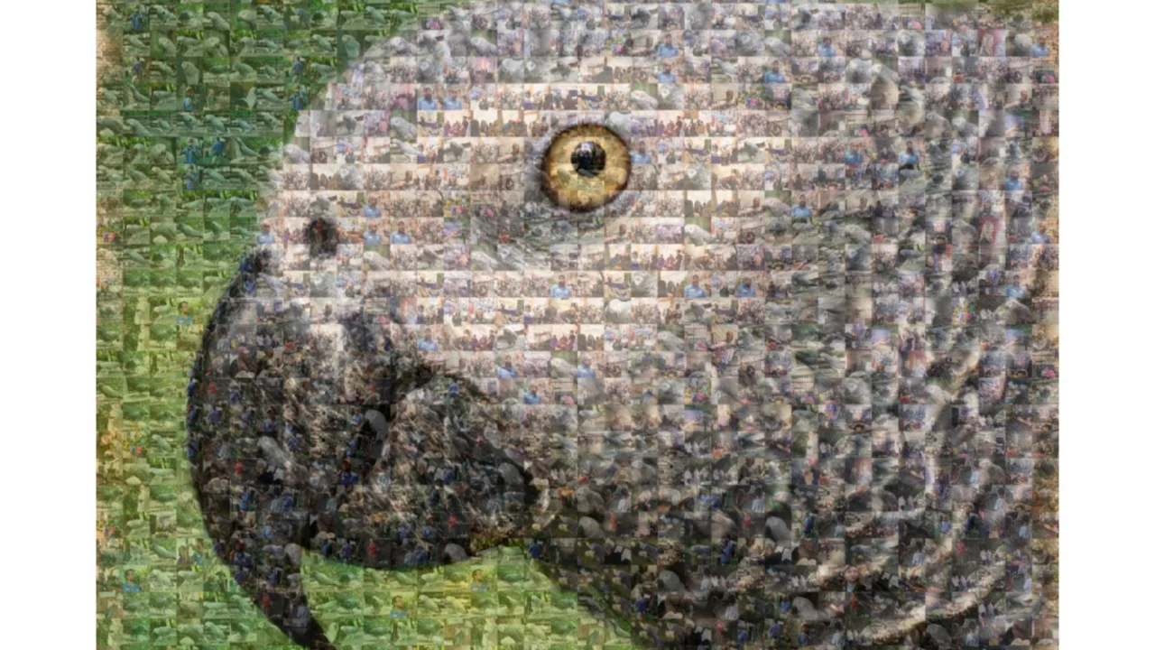 Papağan 'Enstein' öldü