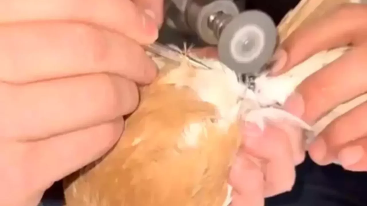 Güvercinin ayağına dolanan demir bilezik itfaiye ekibince çıkartıldı