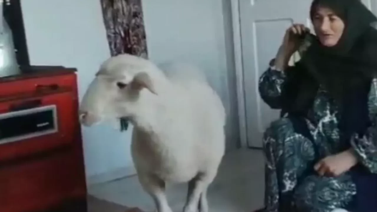 Kaçan koyun, bulunup sahibine teslim edildi