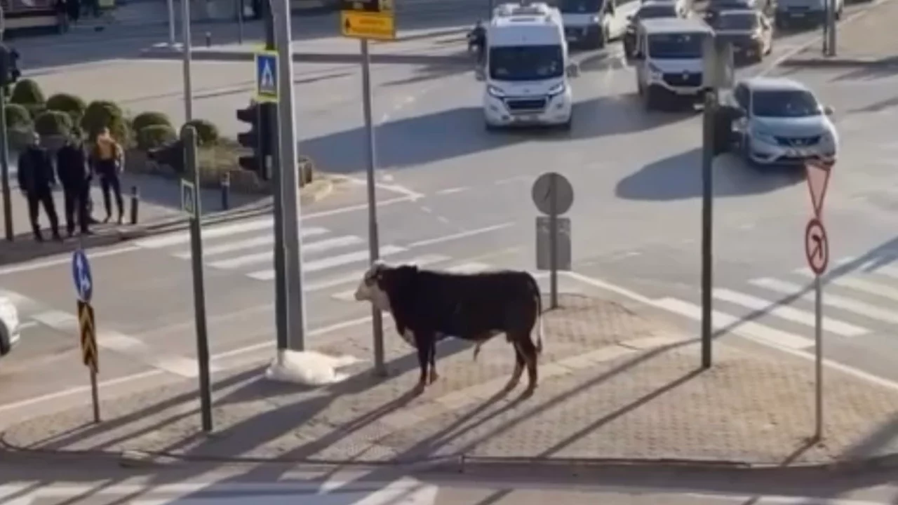 Bursa'da firari boğa ortalığı birbirine kattı! O anlar kamerada...