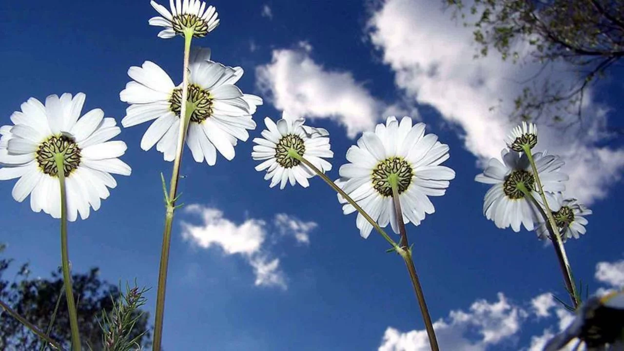 Baharın müjdesi yolculuğunu tamamladı! Son cemre toprağa düştü