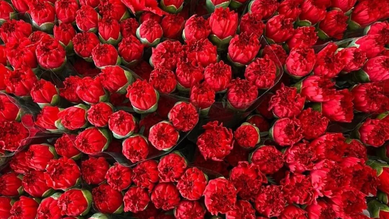 Bursa'da çiçekçilerde Kadınlar Günü mesaisi! Fiyatlar ikiye katlandı...