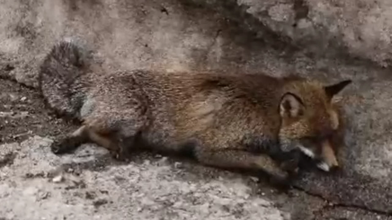 Uludağ'da tilkiye çarpıp kaçtı!