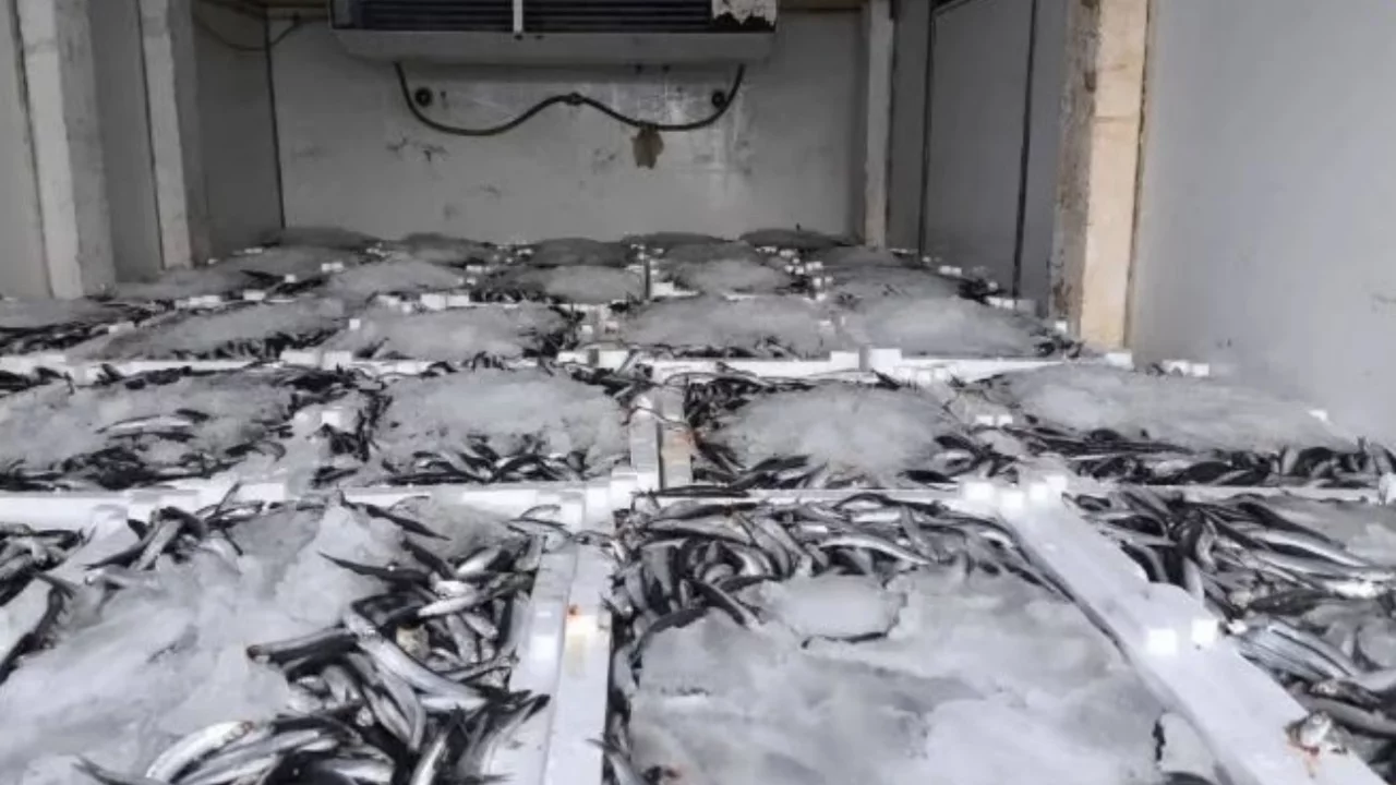 Aydın'da nakil belgesiz 290 kasa balığa el konuldu