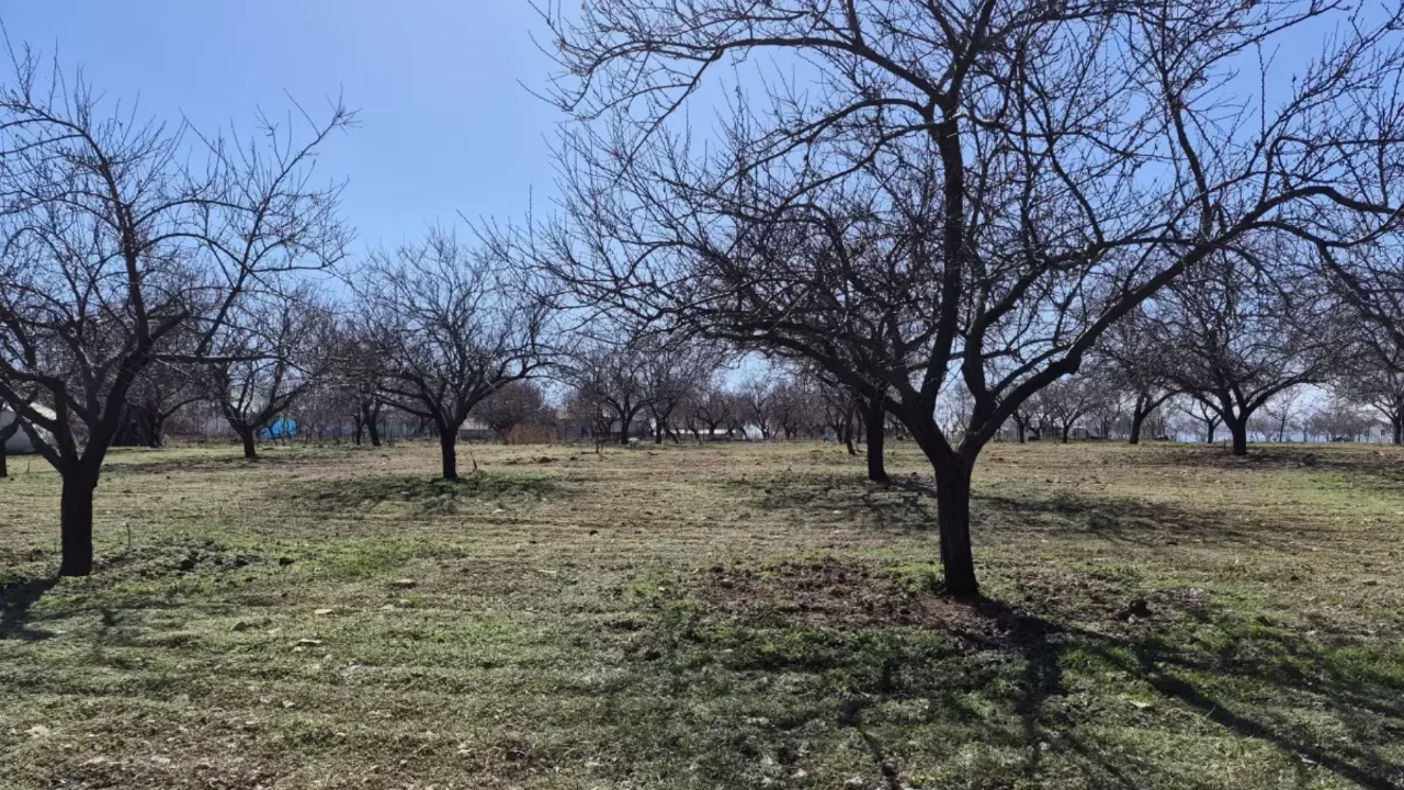 Zirai dondan etkilenen kayısıda bu yıl yüksek verim bekleniyor