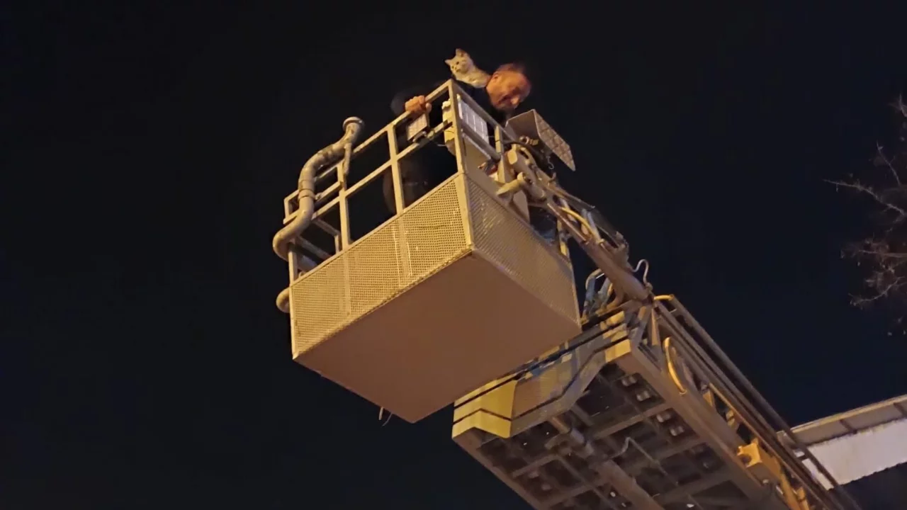 Ağaçta mahsur kalan kedi itfaiye ekiplerince kurtarıldı