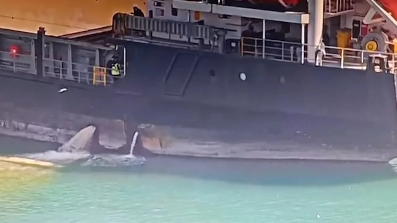 Denizi kirleten gemiye 13 milyon TL ceza kesildi, gemi rıhtıma bağlandı