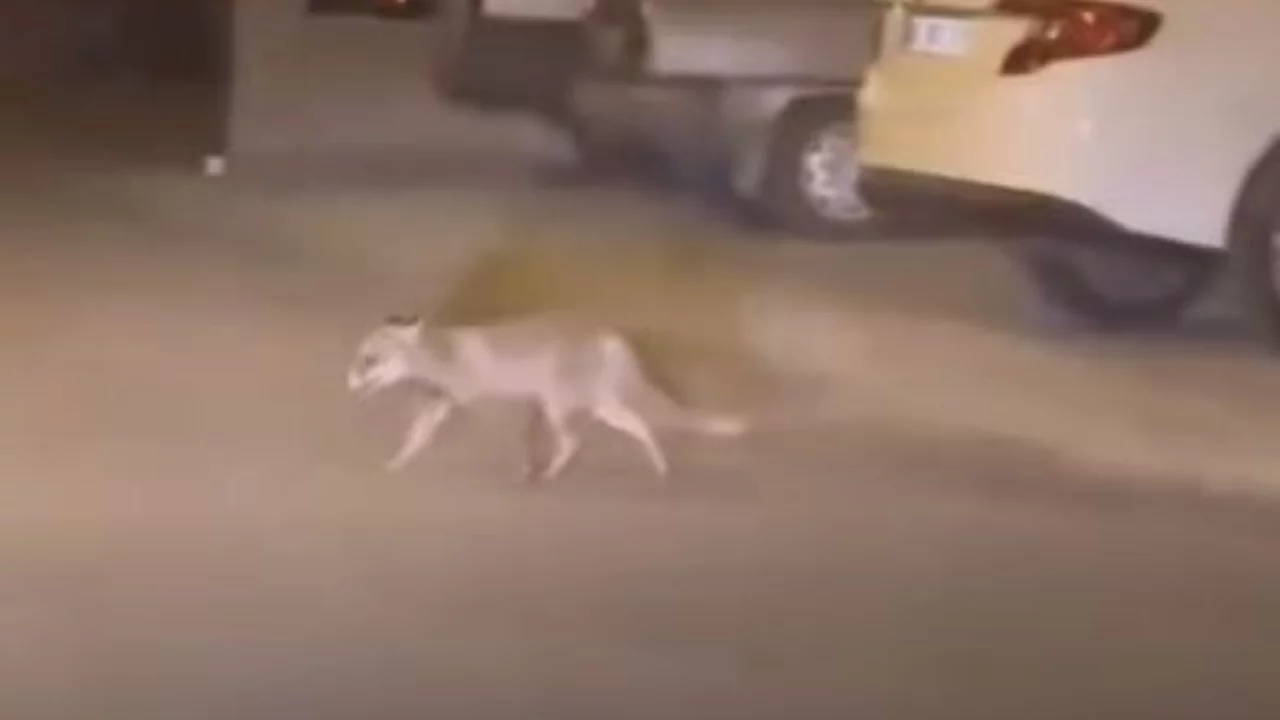 Aç kalan tilki mahalleye indi