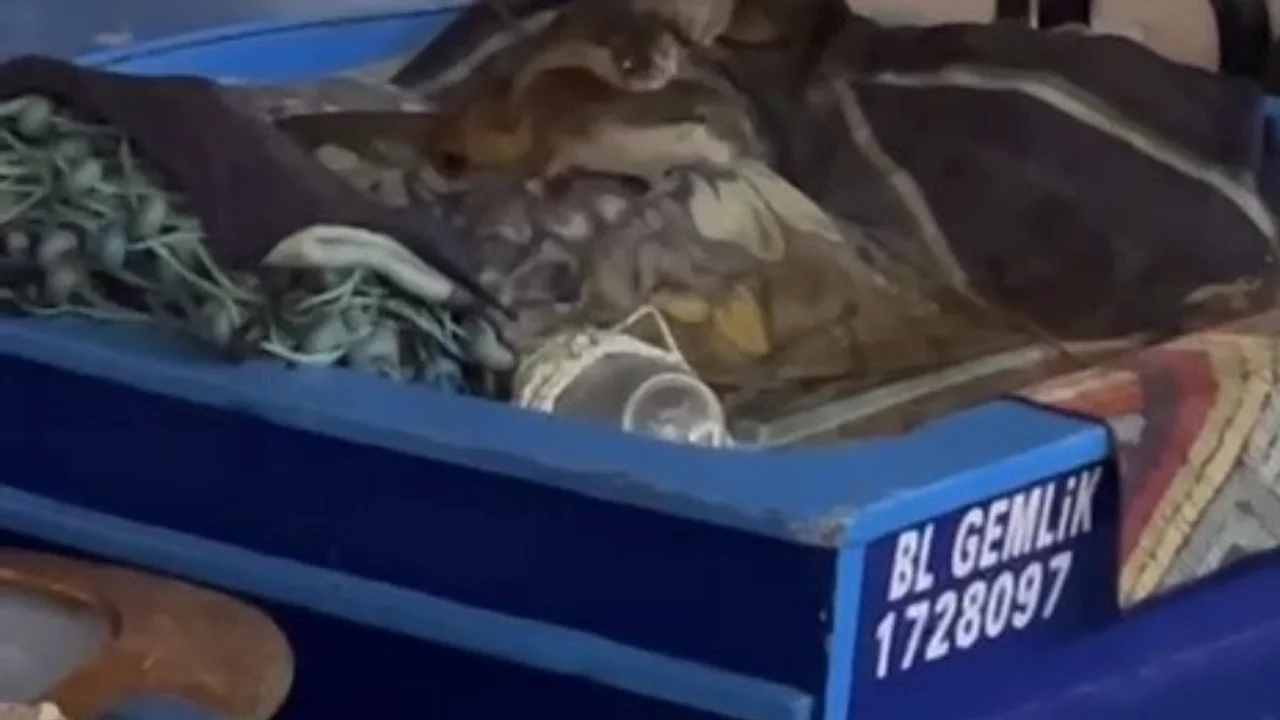 Bursa'da aç kaldılar! Tekneye sığındılar