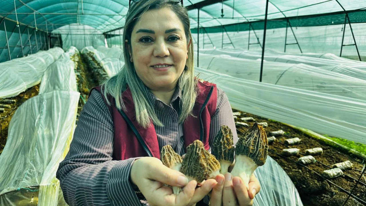 Mersin'de çiftçiler kilosu 5 bin TL'ye satılan kuzugöbeği mantarı üretimini öğrenecek